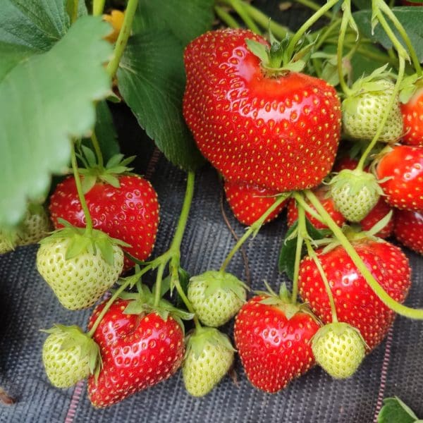 fraise