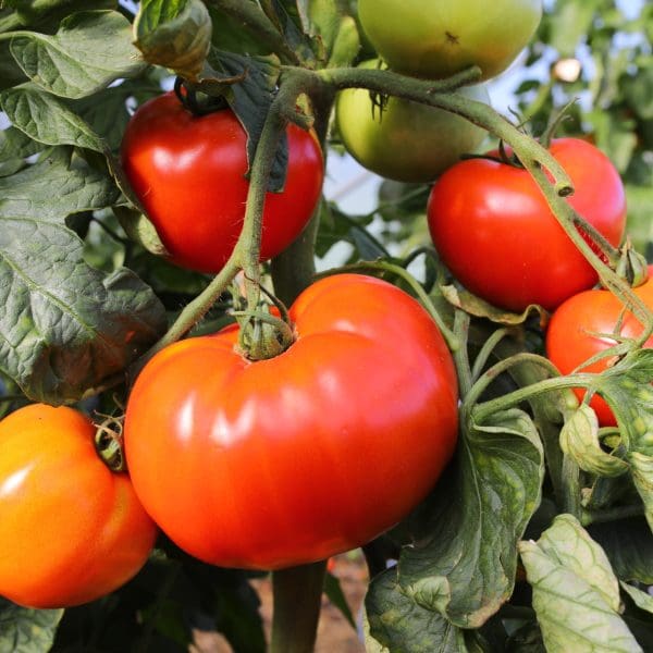 Tomates 2025-036