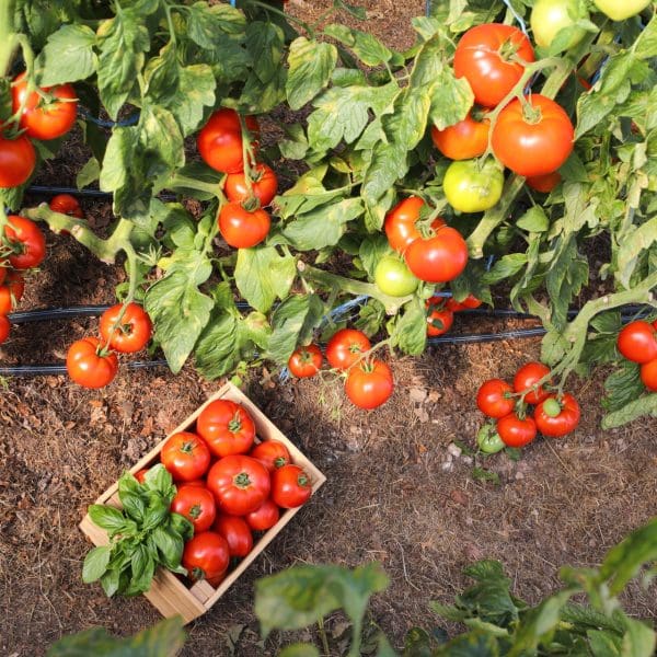 Tomates 2025-043