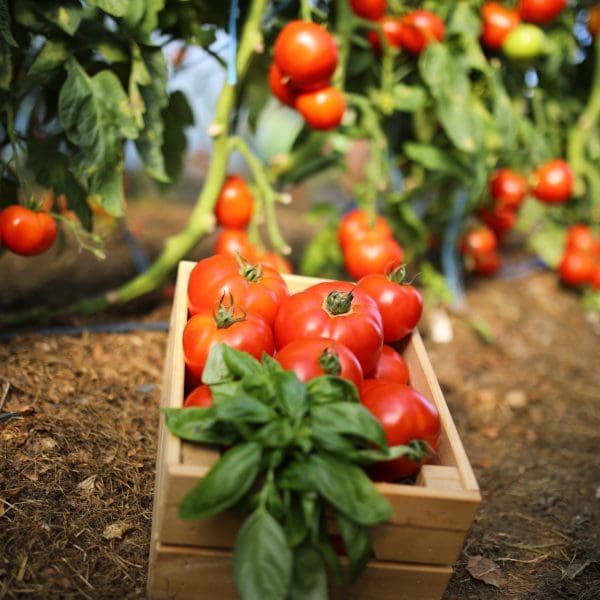 Tomates 2025-053