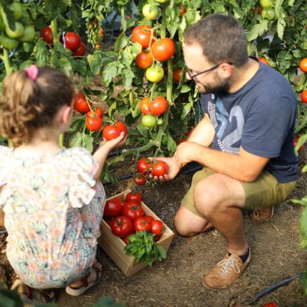 Tomates ga et ma_25